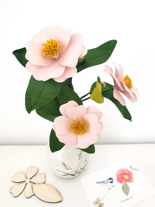 kit camelia japonica rose pale